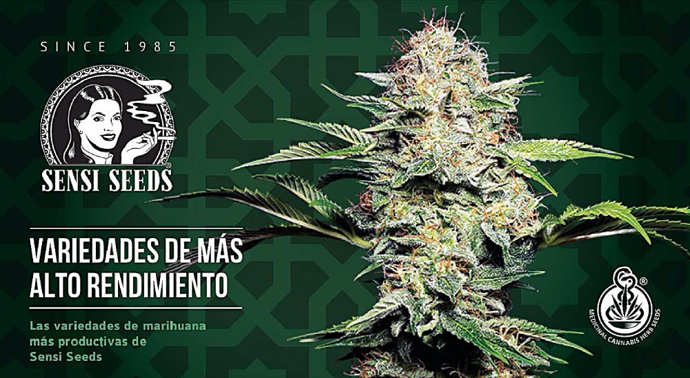 Sensi Seeds online banner — house style artwork